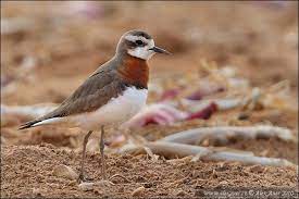 Charadrius Asiaticus