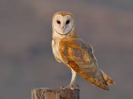 Tyto Alba