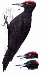 Dryocopus Martius