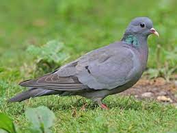 Columba Eversmammi