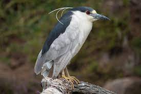 Night Heron