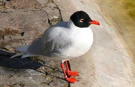 Larus Melanocephalus