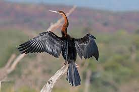 Anhinga Rufa