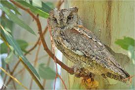 Otus Scops