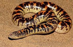 Eryx (Pseudogongylophis) jayakari