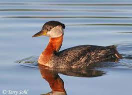 Podiceps Grisegena