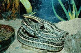 Psammophis lineolatus