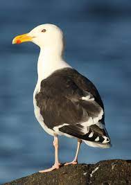 Larus Marinus