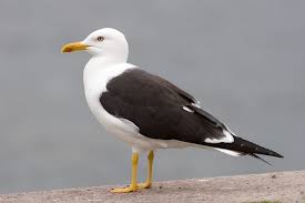 Larus Fuscus