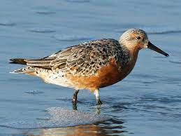 Calidris Canutus