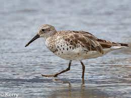 Calidris Tenuirostris