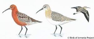 Calidris Ferruginea