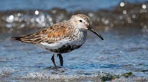 Calidris Alpina