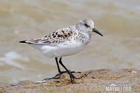 Calidris Alba