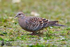 Rufous Turtle Dove