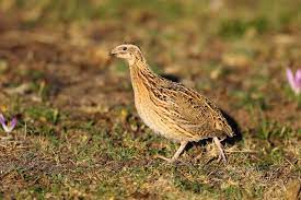 Coturnix Coturnix