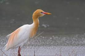 Bubulcus Ibis