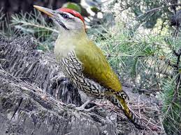 Picus Squamatus