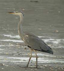 Ardea Cinerea