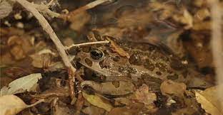 Bufo Kavirensis