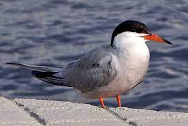 Sterna Hirundo