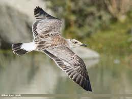 Larus Ichthyaetus