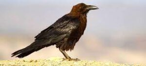 Corvus Ruficollis