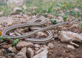 Psammophis schokari