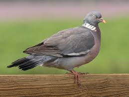 Columba Palumbus