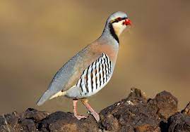 Alectoris Chukar