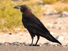 Corvus Ruficollis