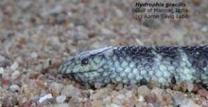 Hydrophis gracilis