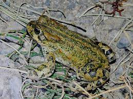 Bufo Latastii Oblongus