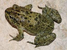 Bufo Virdis Arabicus