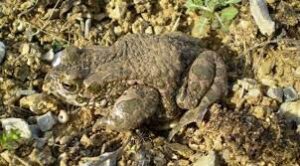 Bufo Kavirensis