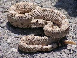 Crotalus