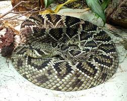 Crotalus adamanteus