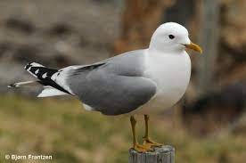 Larus Canus