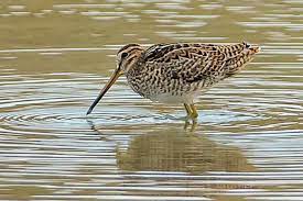 Gallinago Stenura