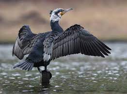 Phalacrocorax Carbo