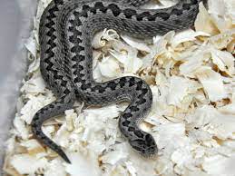 Vipera ursinii eriwanensis