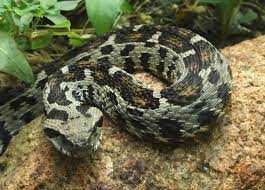 Vipera Wagneri