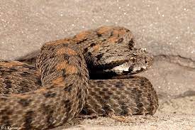 Vipera raddei kurdestanica