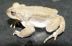 Bufo surdus