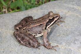 Rana macrocnemis