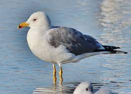 Larus Armenicus