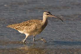 Numenius Phaeopus