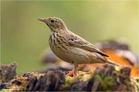 Anthus Trivialis