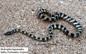 Hydrophis lapemoides