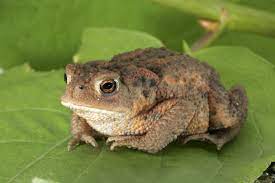 Bufo Bufo